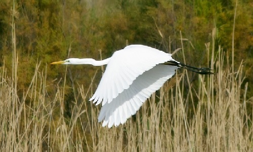 Campings para el avistamiento de aves