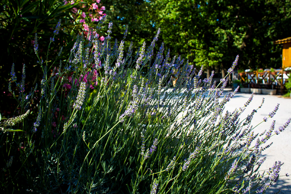 /campings/francia/languedoc-rosellon/gard/LeBoisdesEcureuils/campingboisdesecureuils-27.png